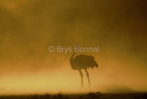 Ostrich in the storm